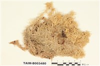 藏品(泥炭苔屬)的圖片